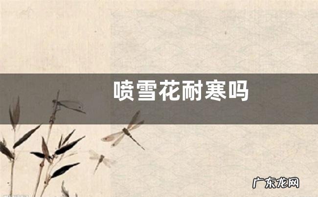 喷雪花耐寒吗