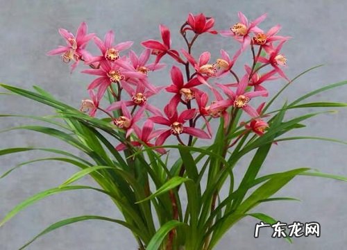 好养耐寒的花卉有哪些