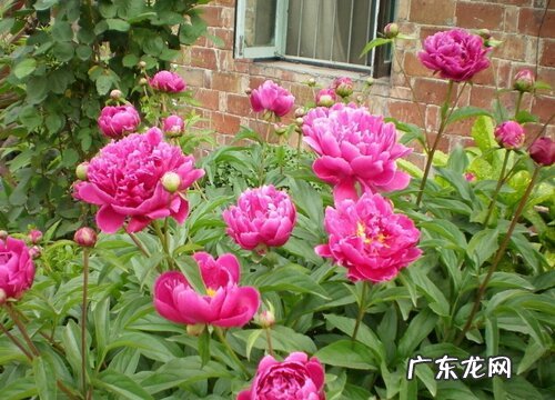 芍药耐寒吗 冬天越冬能耐多少度低温