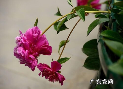 芍药耐寒吗 冬天越冬能耐多少度低温