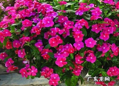 长春花耐寒吗