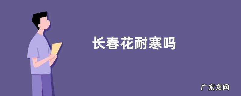 长春花耐寒吗