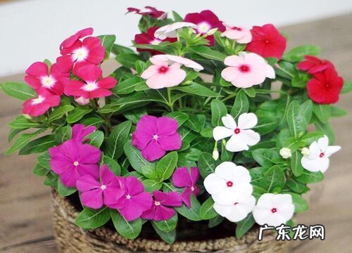 长春花耐寒吗
