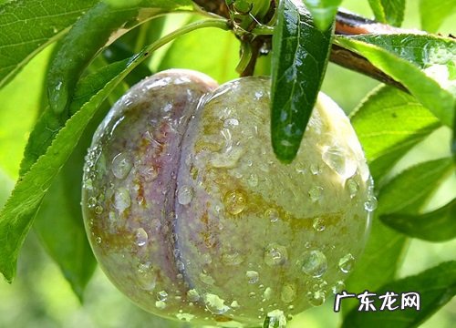 三华李病虫害防治技术与方法措施