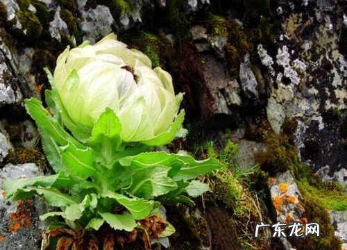 什么花代表孤独