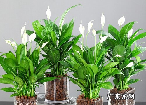 适合放在客厅的花卉有哪些