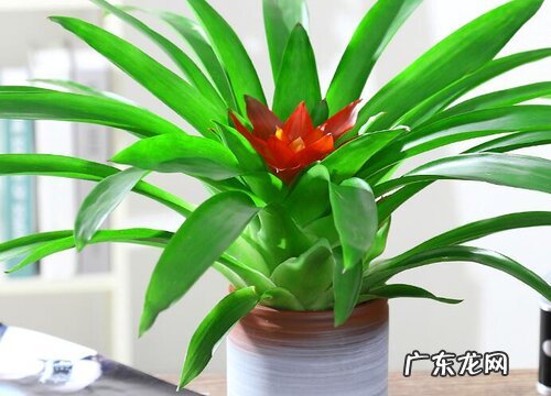 适合放在客厅的花卉有哪些