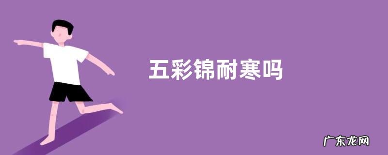 五彩锦耐寒吗