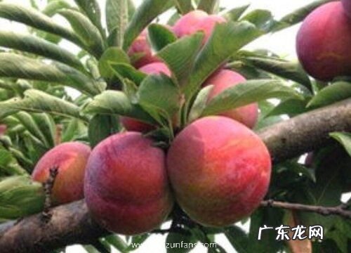 李子有多少品种