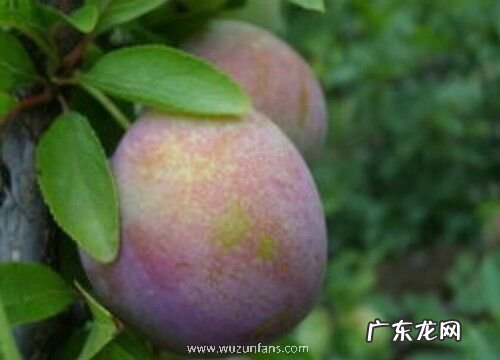 李子有多少品种