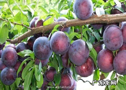 李子有多少品种