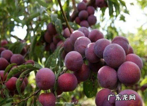 李子有多少品种