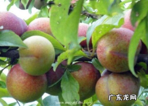 李子有多少品种