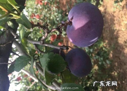 李子有多少品种