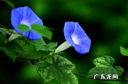 牵牛花浇水时间和正确方法