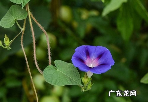 牵牛花浇水时间和正确方法