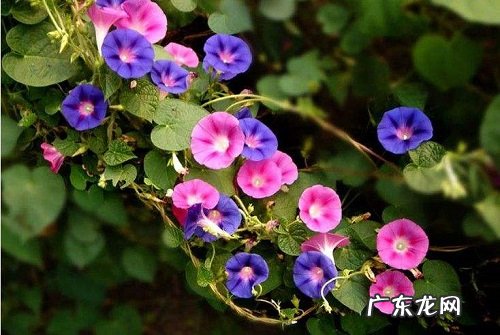 牵牛花浇水时间和正确方法