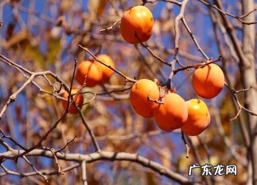 老鸦几年结果实 种植多久能挂果