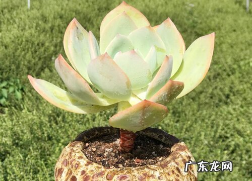 多肉白凤叶插多久发芽