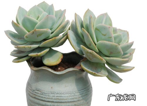 多肉白凤叶插多久发芽