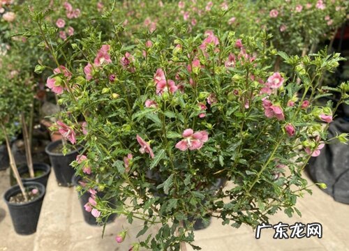 木槿冬天耐寒吗