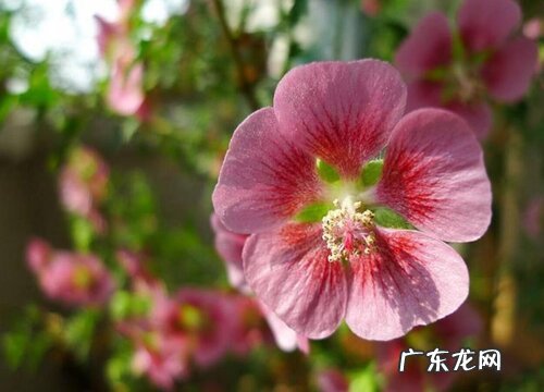 木槿冬天耐寒吗