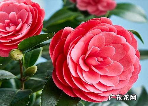 四季茶花耐寒吗