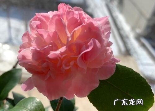 四季茶花耐寒吗