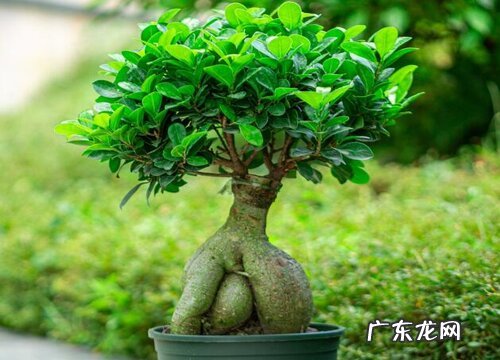 榕树盆景耐寒吗
