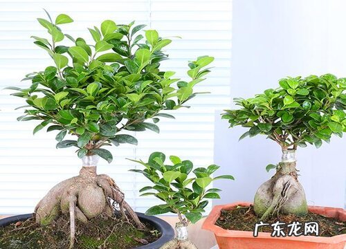 榕树盆景耐寒吗