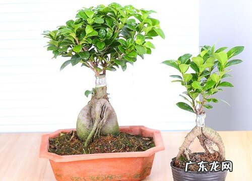 榕树盆景耐寒吗