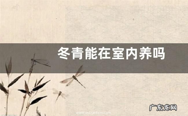 冬青能在室内养吗