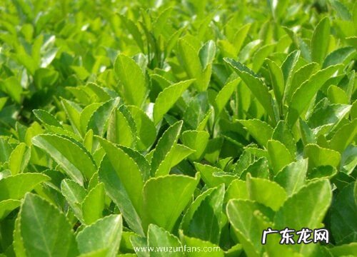 冬青能在室内养吗