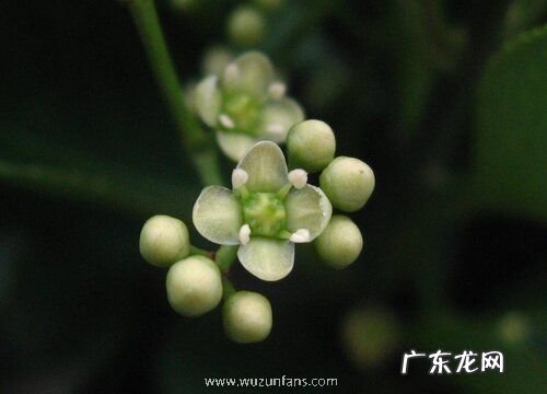 冬青能在室内养吗