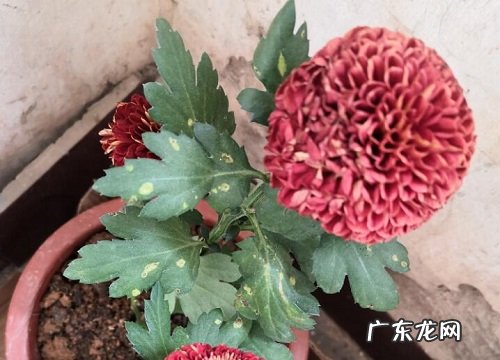 菊花耐寒吗