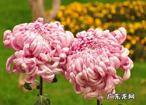 菊花耐寒吗