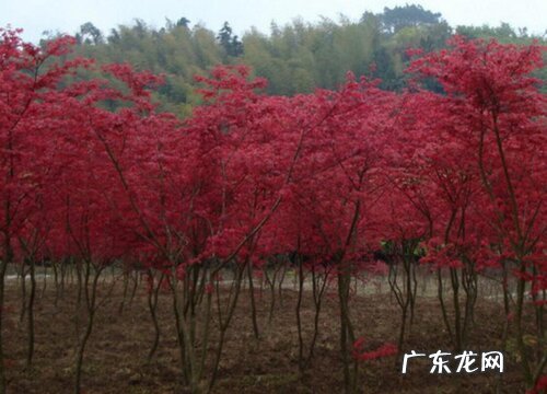 红枫有多少品种