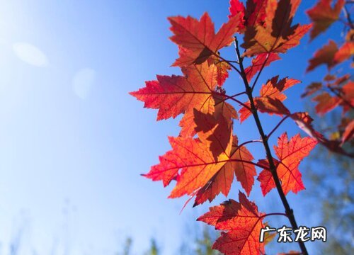 红枫有多少品种