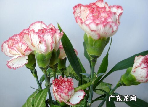 开花香味浓的花卉有哪些