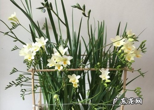 开花香味浓的花卉有哪些