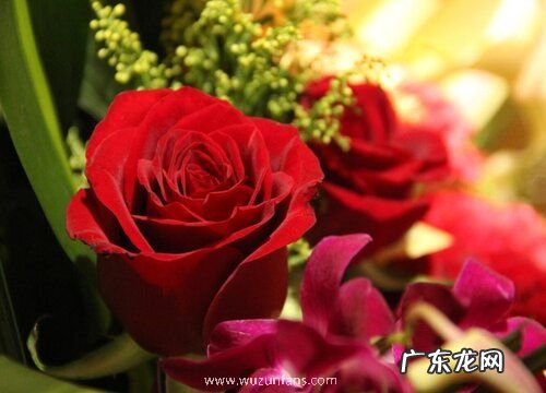 玫瑰耐寒吗 冬天越冬能耐多少度低温