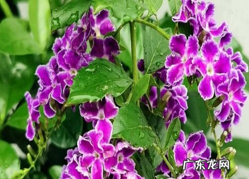 金露花耐寒吗