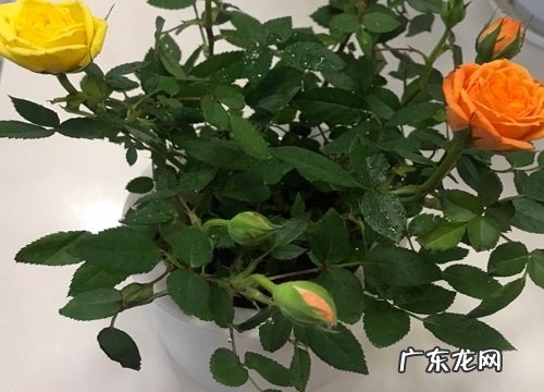 玫瑰和月季哪个好养