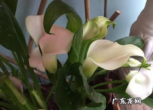 马蹄莲怎么种植 种植方法和时间