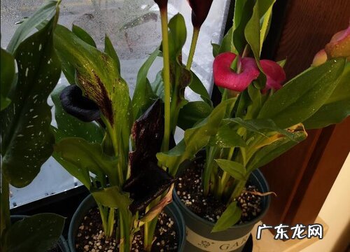 马蹄莲怎么种植 种植方法和时间