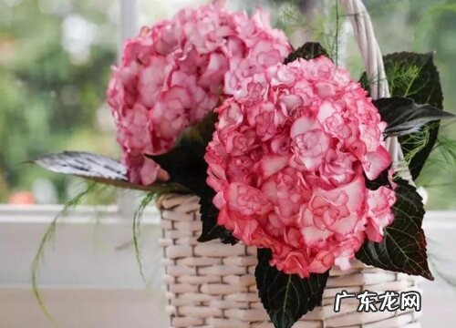 绣球有多少品种