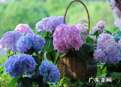 绣球有多少品种