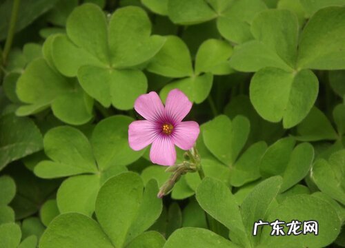 三叶草喜欢阳光吗