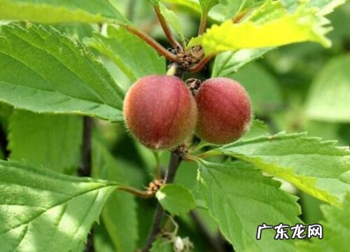 榆叶梅生长环境条件及特点