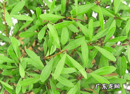 小叶黄杨耐寒吗